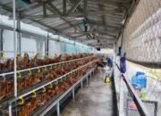 Rutan Cipinang Optimalkan Pembinaan Kemandirian melalui Budidaya 500 Ekor Ayam Petelur