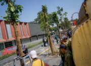Pemkot Mulai Rehabilitasi Ruang Publik, 10 Pohon Mahoni Kembali Hijaukan Jalan Riau