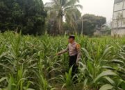 Pastikan Subur, Bhabinkamtibmas Desa Juking Pajang Lakukan Monitoring Perkembangan Lahan Jagung