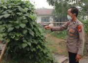 Giat Monitoring Dan Pendampingan Pemanfaatan Lahan Pekerangan Dalam Rangka Implementasi Asta Cita Presiden Republik Indonesia Dalam Bidang Ketahanan Pangan Oleh Polsek kapuas Hilir Polres Kapuas