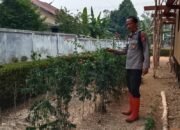 Giat Monitoring Dan Pendampingan Pemanfaatan Lahan Pekerangan Dalam Rangka Implementasi Asta Cita Presiden Republik Indonesia Dalam Bidang Ketahanan Pangan Oleh Polsek kapuas Hilir Polres Kapuas