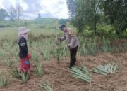 Polsek Basarang Dukung Ketahanan Pangan Untuk Program Makan Bergizi