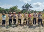Polsek Sukamara Bersama Petani Panen Jagung, Dukung Swasembada Pangan 2026