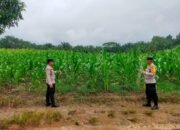 Bersama Petani, Bhabinkamtibmas Dorong Produktivitas Jagung di Desa
