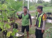 Polsek Kapuas Barat Cek Ketahanan Pangan Pertanian di Mandomai, Pastikan Stok Aman