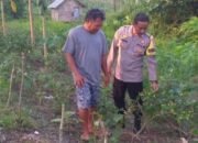 Polsek Kapuas Barat Cek Ketahanan Pangan Pertanian di Desa Sei Kayu, Dukung Kemandirian Pangan Lokal