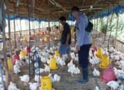Dukung Ketahanan Pangan Nasional, Polsek Kapuas Barat Cek Potensi Peternakan di Desa Sei Pitung