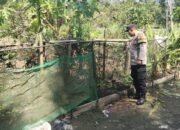 Polsek Kapuas Barat Tinjau Sektor Peternakan di Desa Sei Kayu Dukung Ketahanan Pangan