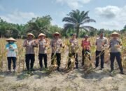 Panen Jagung di Sukamara, Polri Dukung Langkah Nyata Menuju Swasembada Pangan