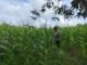 Jagung Terus Tumbuh, Ketahanan Pangan Desa Bukit Sungkai Diperkuat