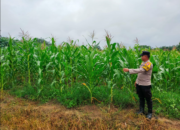 Jagung Tumbuh Baik, Ketahanan Pangan Desa Terus Diperkuat